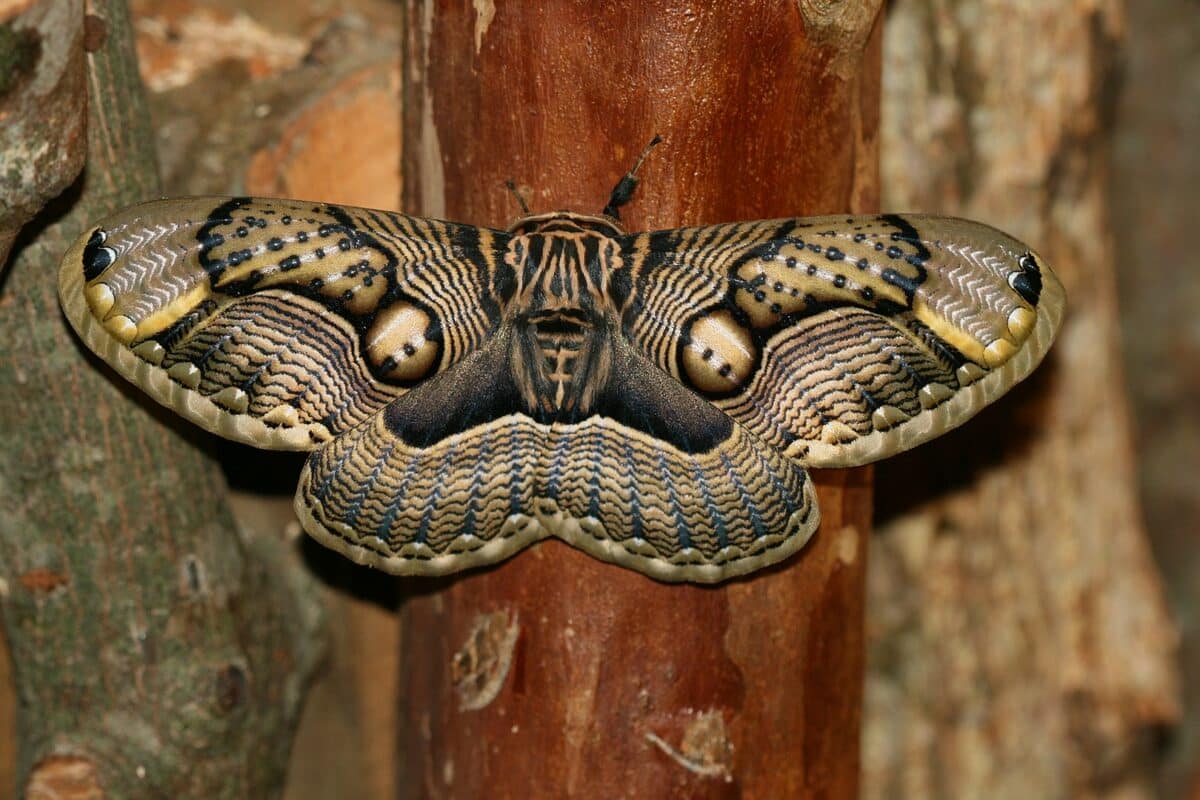 Brahmeid Moth (Brahmaea wallichii insulata)