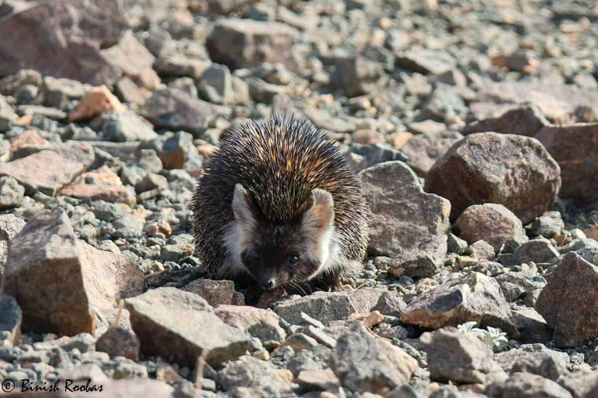 desert hedgehog