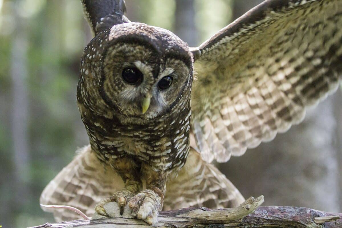 A Spotted Owl flies down to catch a mouse.