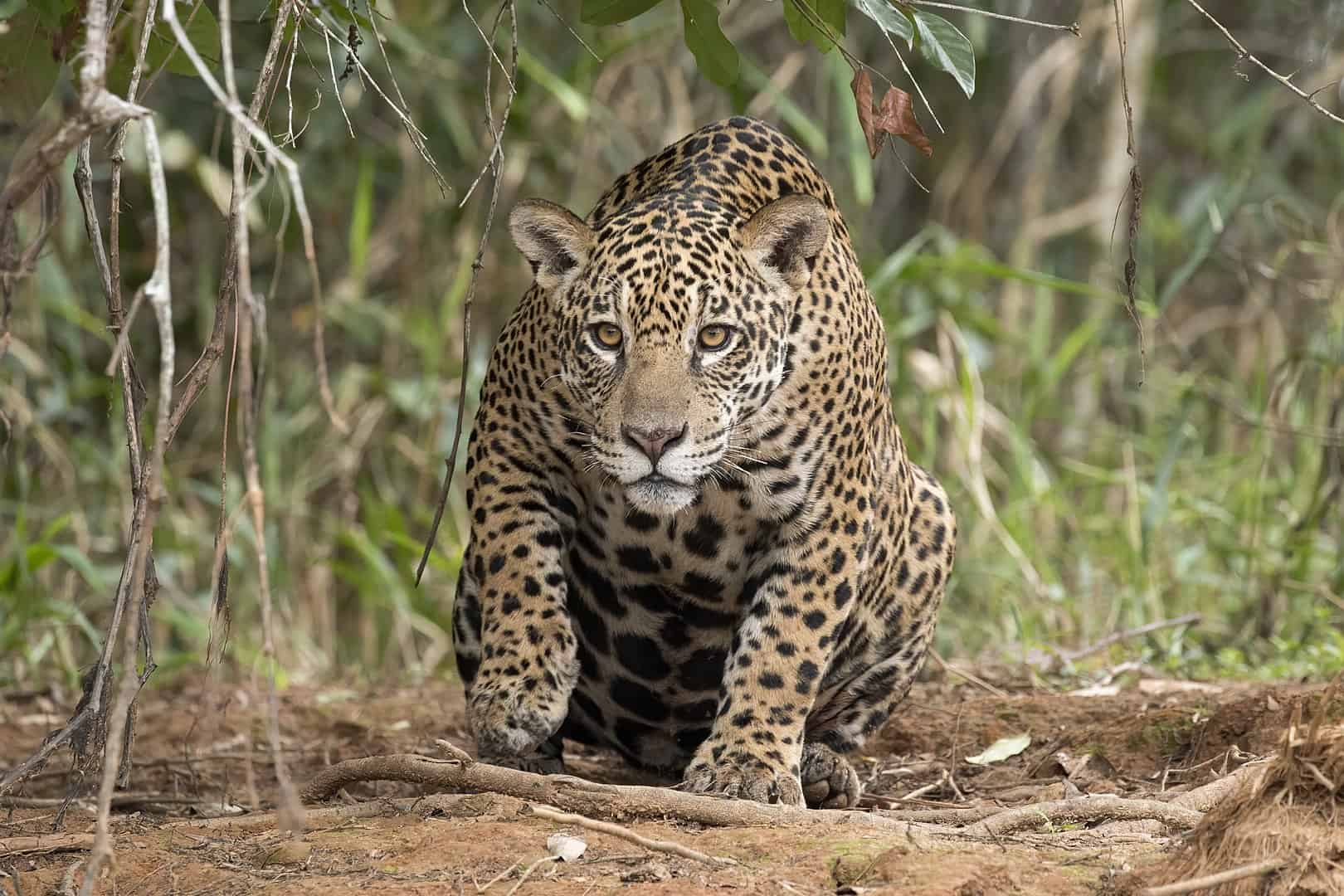 Jaguar (Panthera onca palustris) female, Piquiri River, the Pantanal, Brazil.