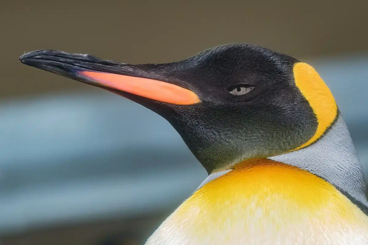 This king penguin (Aptenodytes patagonicus) is resident of Tiergarten Schönbrunn (Vienna)