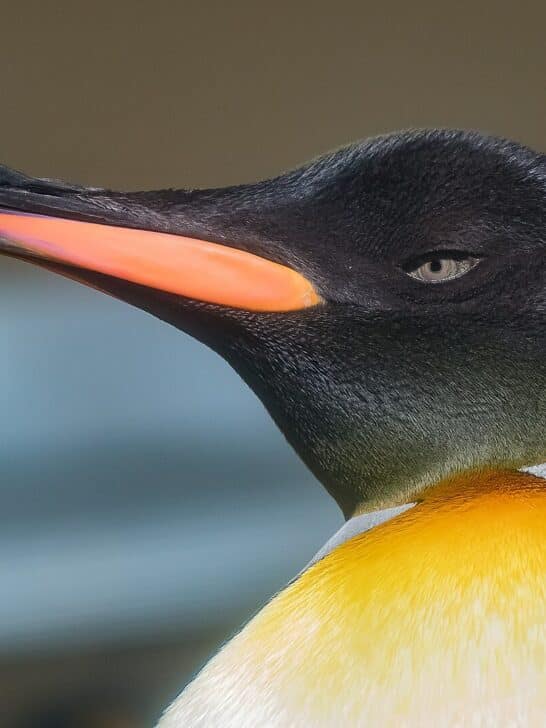 Lost King Penguin Found on Australian Beach