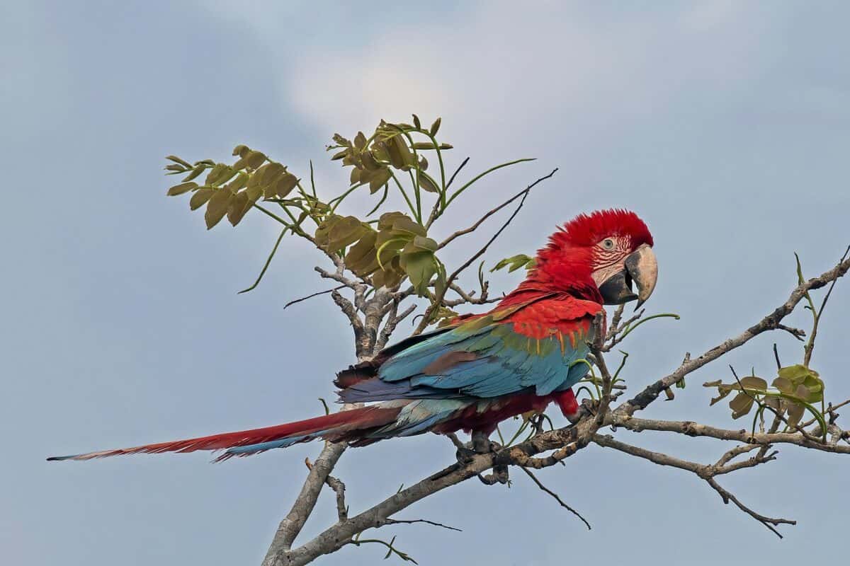 Red-and-green macaw (Ara chloropterus) juvenile, the Pantanal, Brazil
