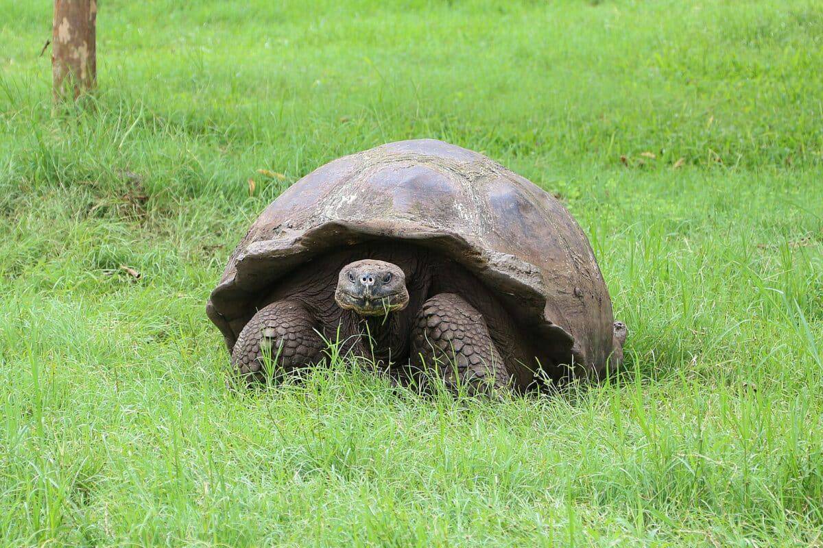 More details
Santa Cruz giant tortoise (Chelonoidis porteri) in Santa Cruz Island, Galápagos National Park, Ecuador