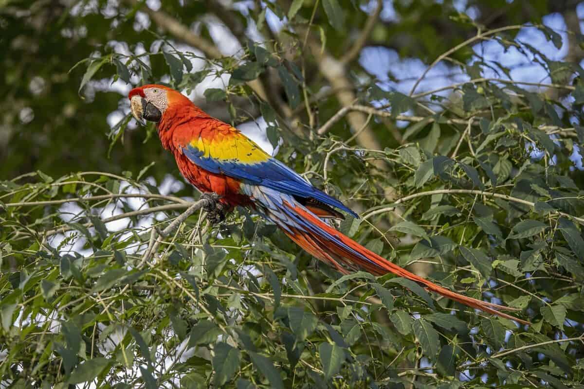 
More details
Scarlet macaw (Ara macao) Copan, Honduras.