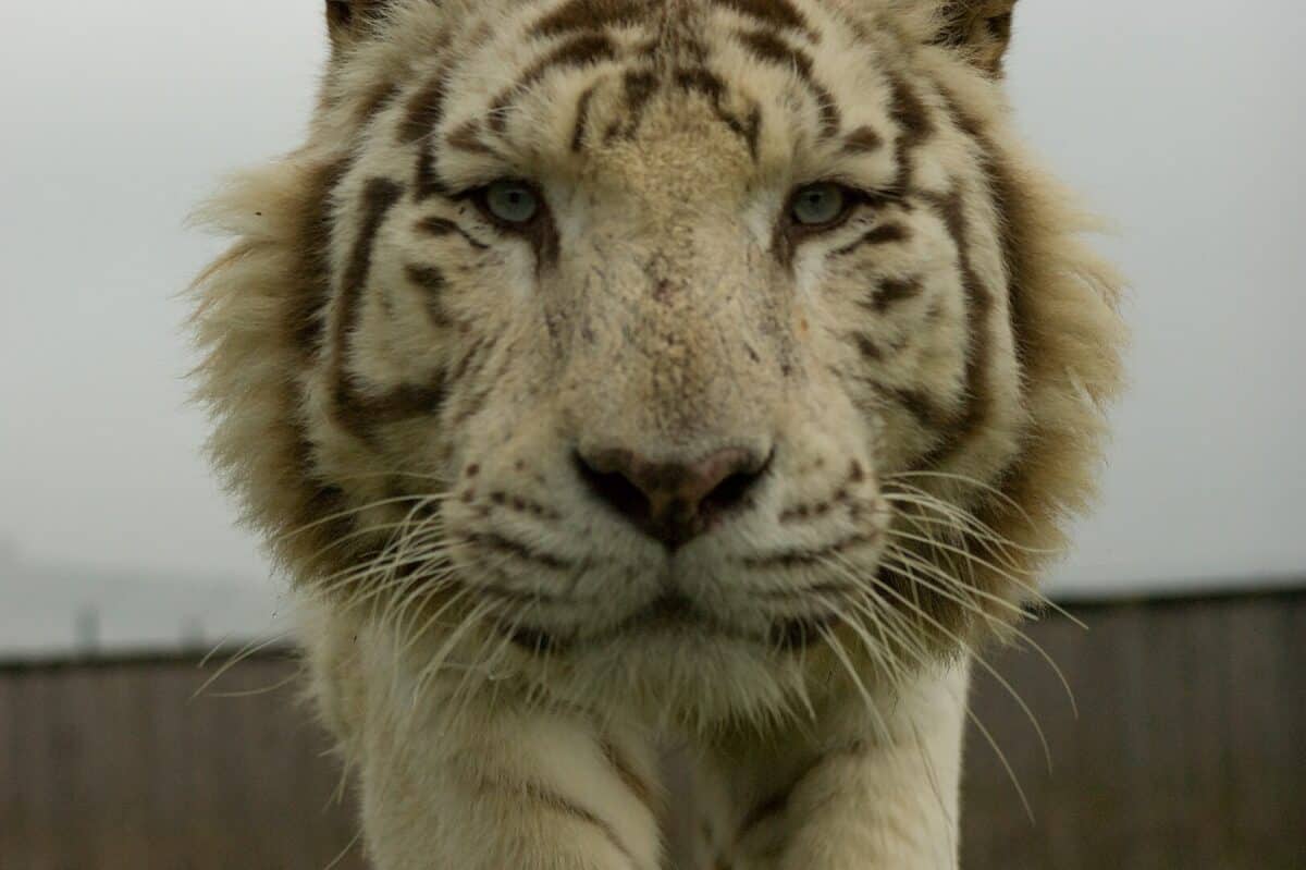 Beautiful White Bengal Tiger.
