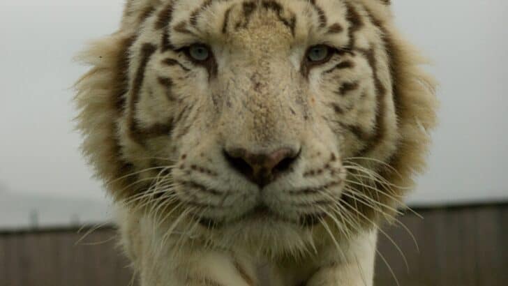 Rescue of Two White Bengal Tigers in Gauteng South Africa