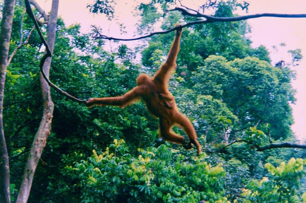 Orangutan and infant in Sumatra, Indonesia 1998