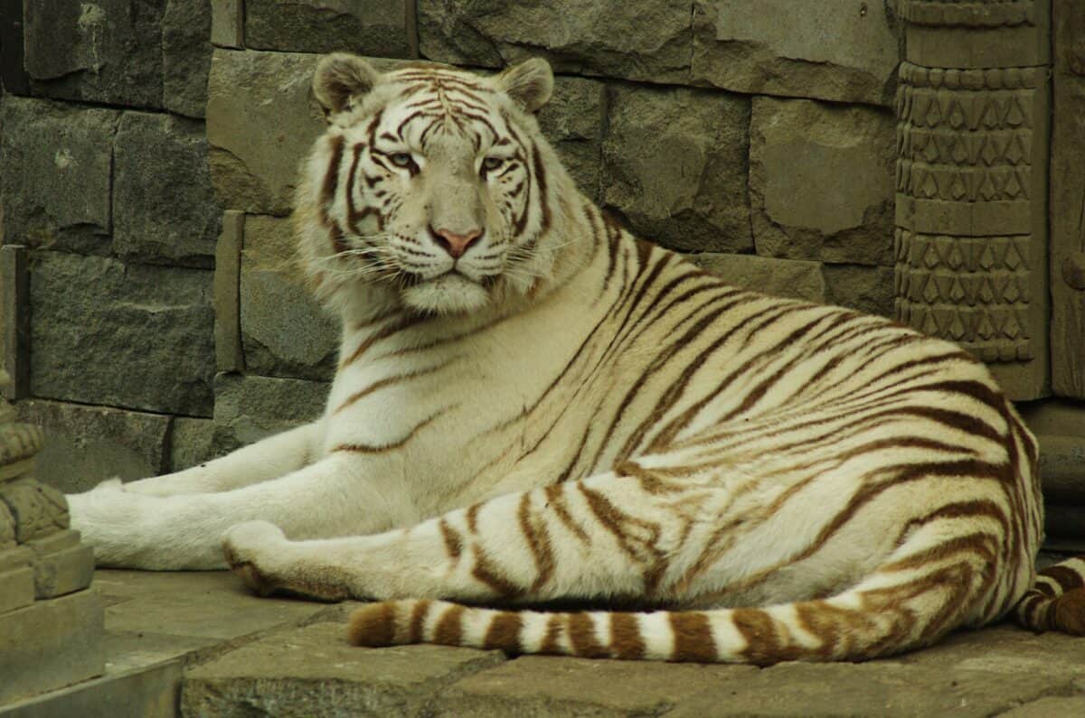White Bengal Tiger in captivity. 