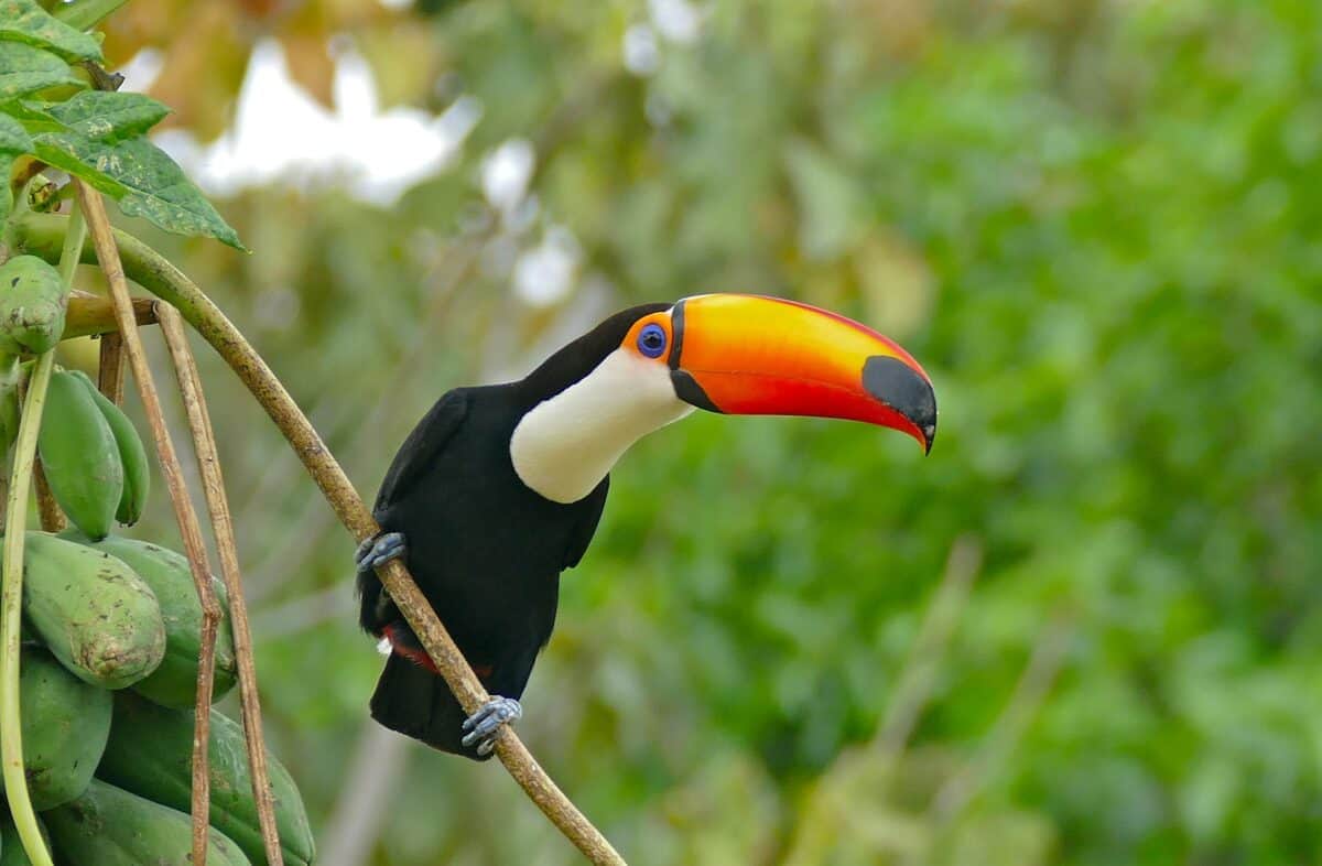 Pouso Alegre, Transpantaneira, Poconé, Mato Grosso, Brazil