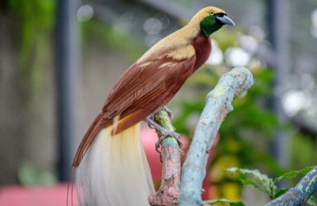 15 Most Beautiful Birds of Paradise