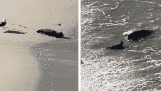 Seal Runs After Her Curious Pup Who’s Too Young To Explore