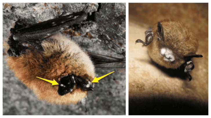 The Deadly White-Nose Syndrome in America&rsquo;s Caves