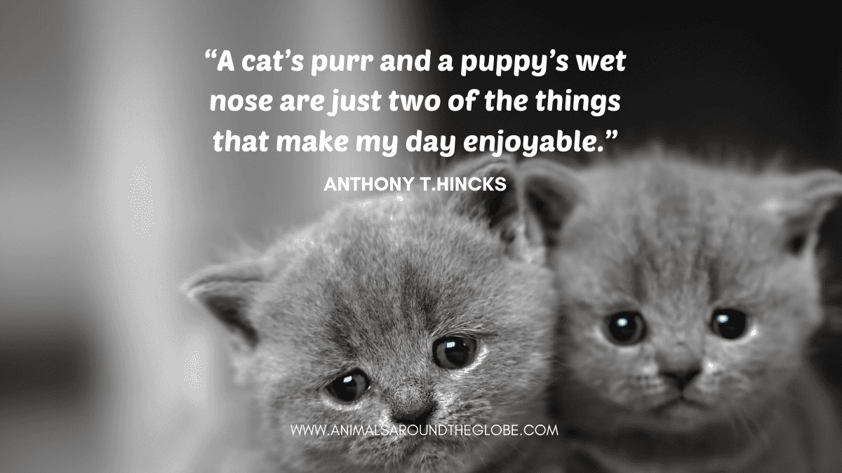 Kitten animal quote. Image by Tara Panton