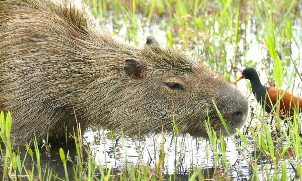 Capybara Brazil