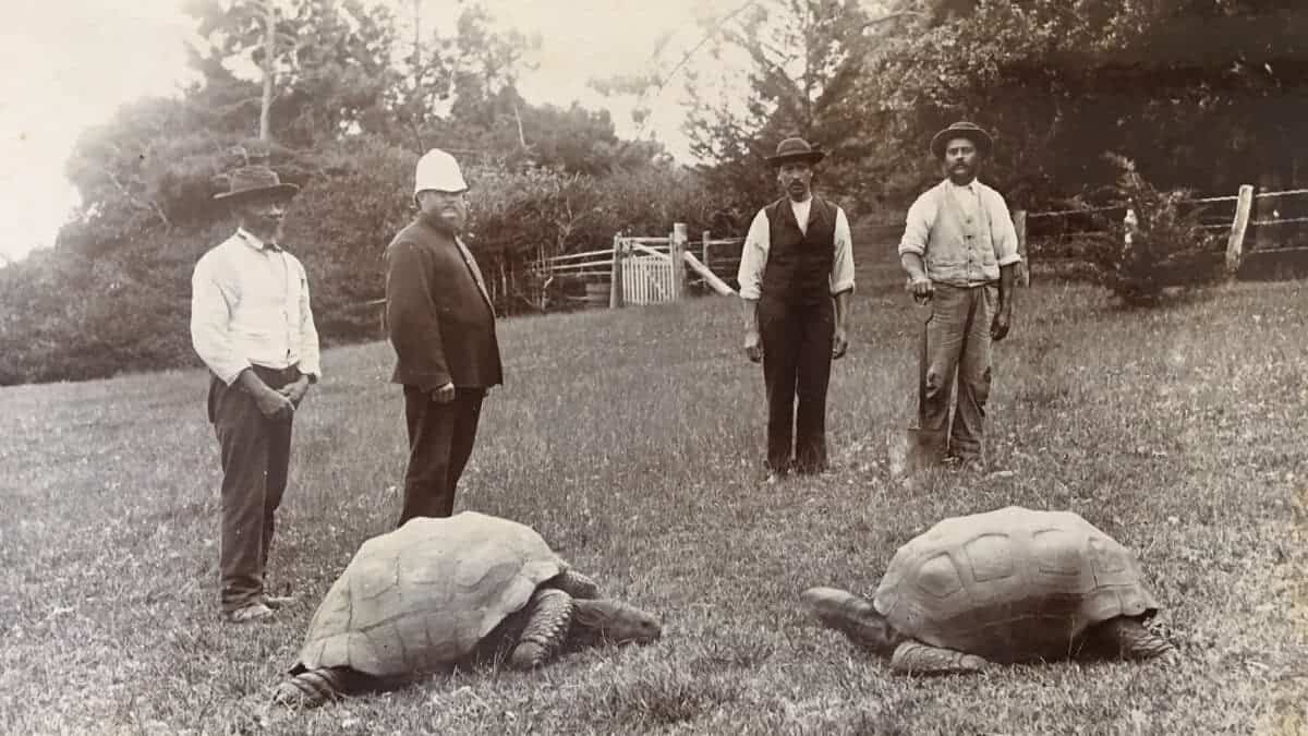 oldest living tortoise