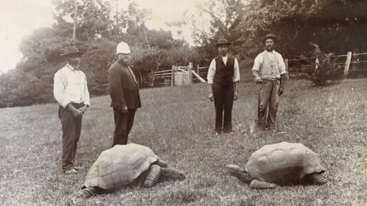 Meet The Oldest Living, Blind, Gay, Polygamous Tortoise