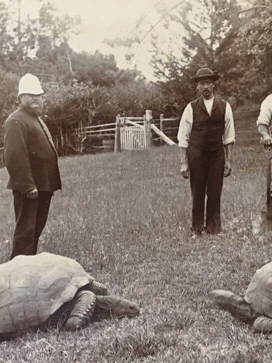 Meet The Oldest Living, Blind, Gay, Polygamous Tortoise