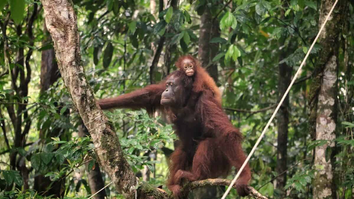 Orangutans are protected animals in the Betung Kerihun National Park. 