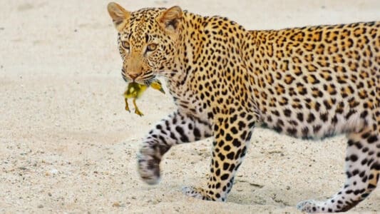 Watch: Baby Bird Tricks Leopard – by Playing Dead!