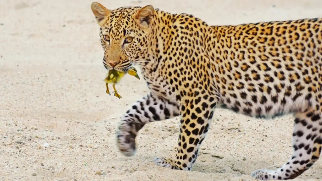 Bird Tricks Leopard