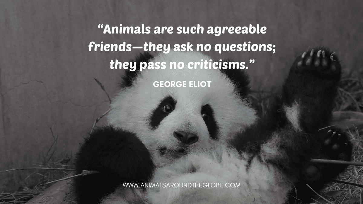 Baby panda animal quote. Image by Tara Panton