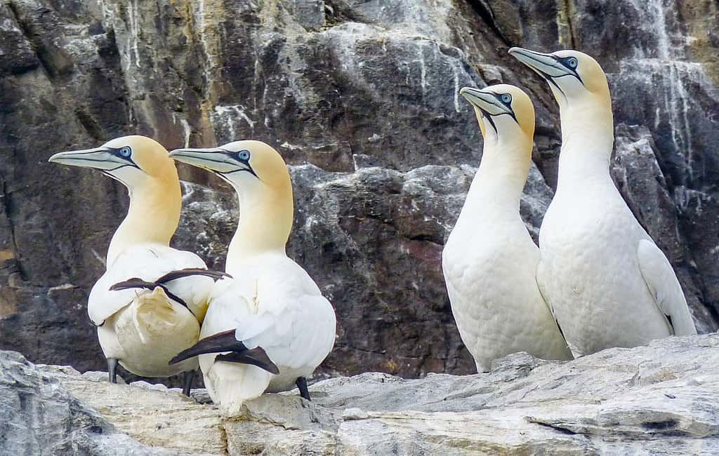 Gannets. Odd Wellies, CC BY 2.0 https://creativecommons.org/licenses/by/2.0, via Wikimedia Commons