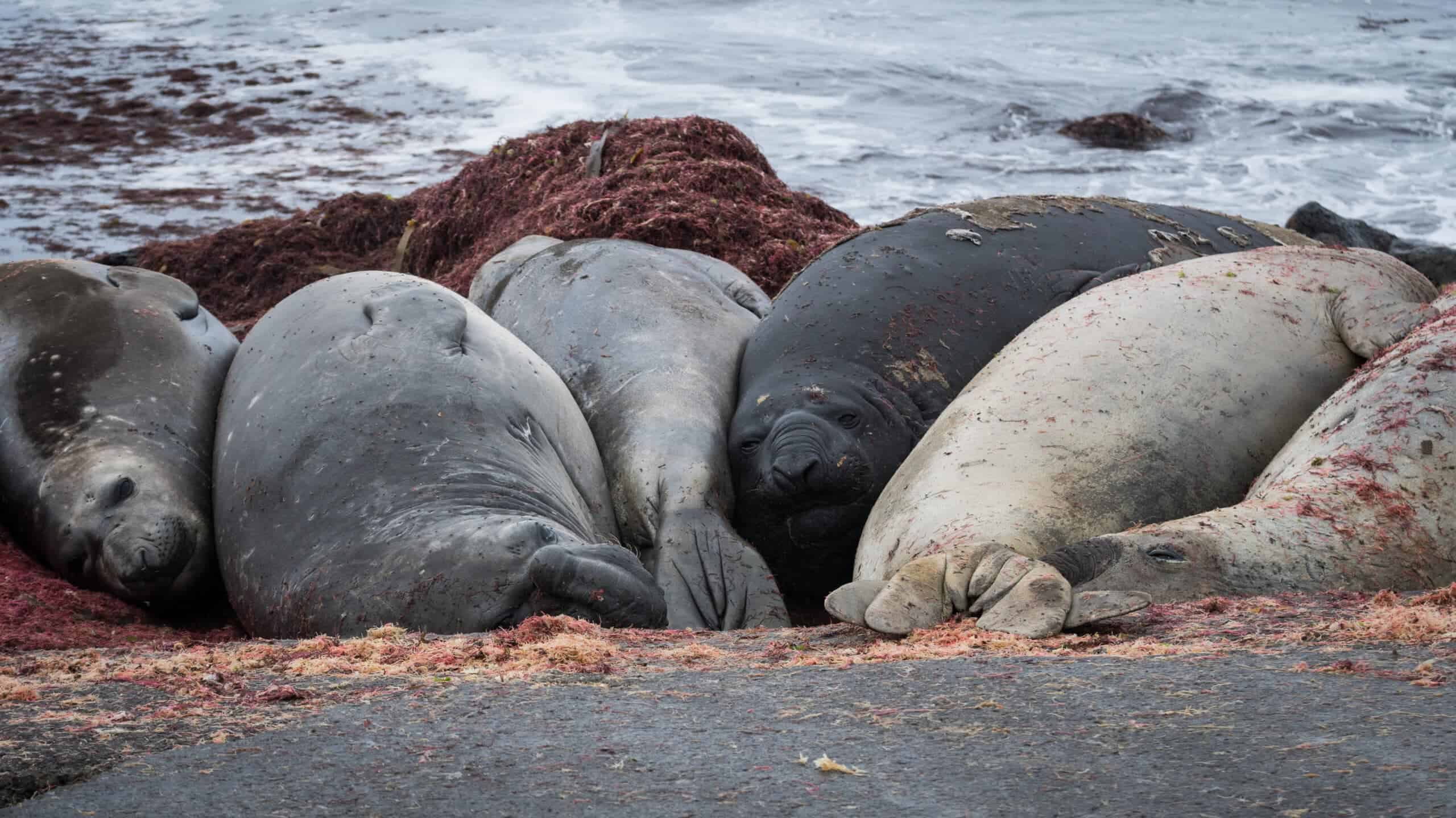 Multiple southern elephant seals