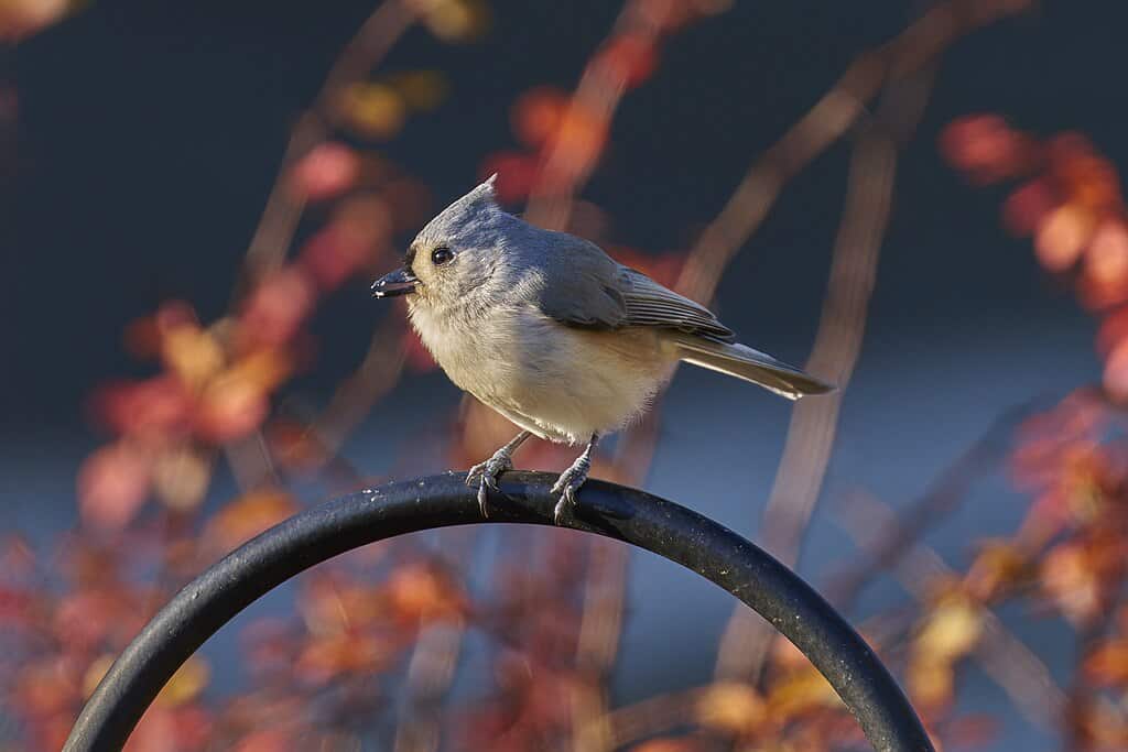 Tufted titmouse