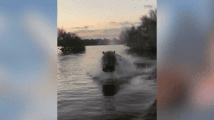Massive and Angry Hippo Chases Boat That Got Too Closer
