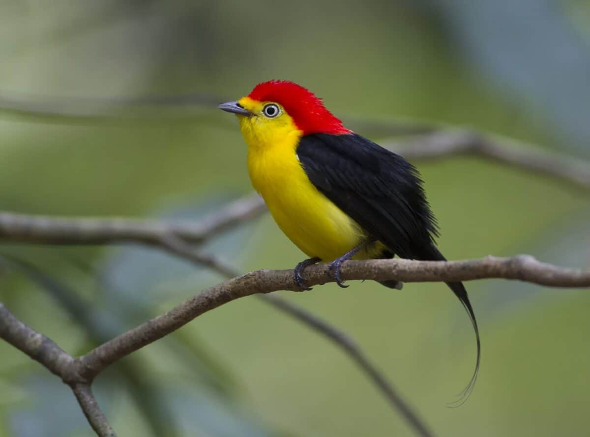 Pipra filicauda in Amazonon rainforest