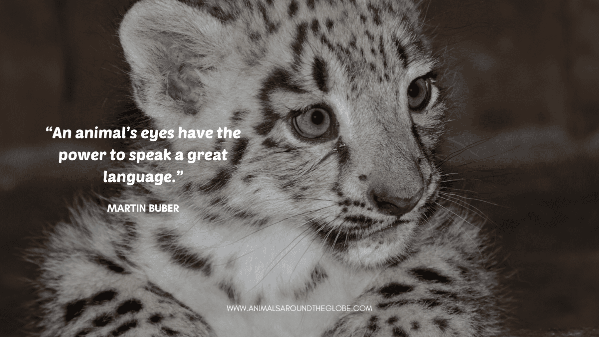 Animal quote. Image by Tara Panton