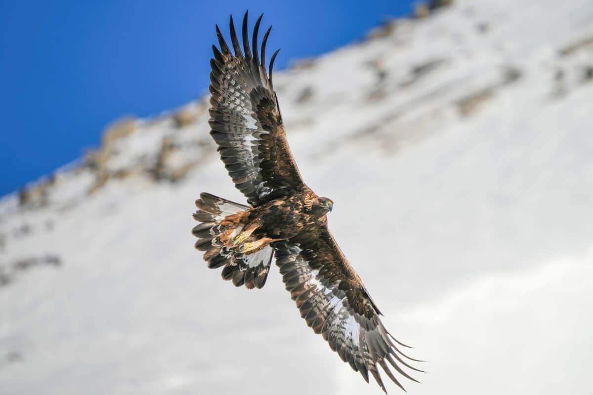 Wild Golden Eagle