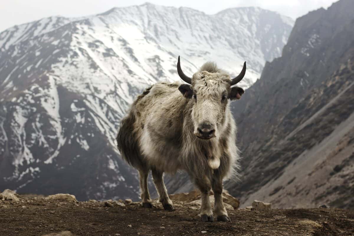 Yak (Bos grunniens) at Letdar on the Annapurna Circuit in the Annapurna mountain range of central Nepal.