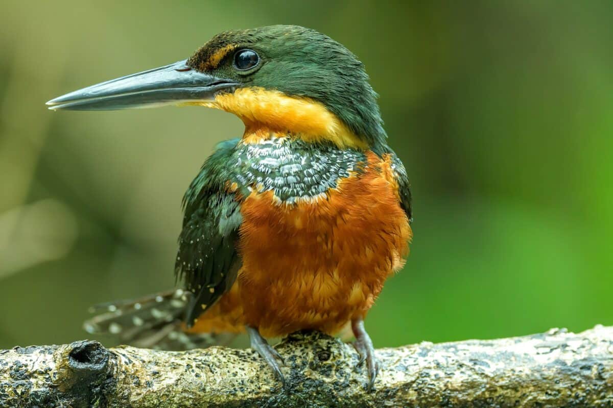 Tortuguero National Park, Costa Rica