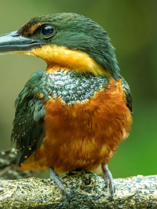 30 Fascinating Birds in the Amazon Rainforest