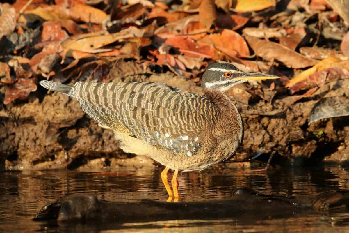 Sunbittern in the Southern Amazon. 