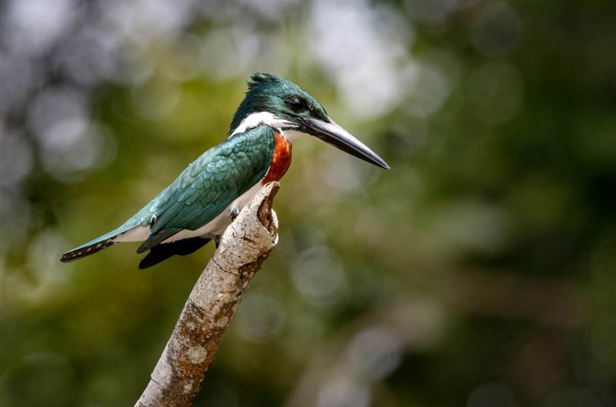 Amazon Kingfisher (Chloroceryle amazona) at Caño Negro, Costa Rica.