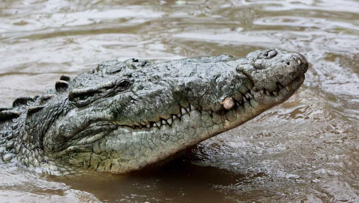 American Crocodile