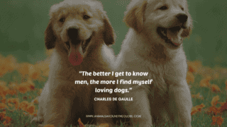 Puppy animal quote. Image by Tara Panton