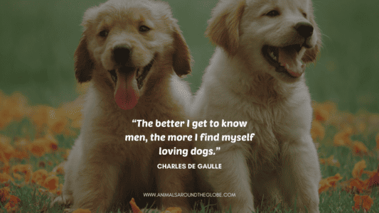 17 Animal Quotes That Will Inspire You