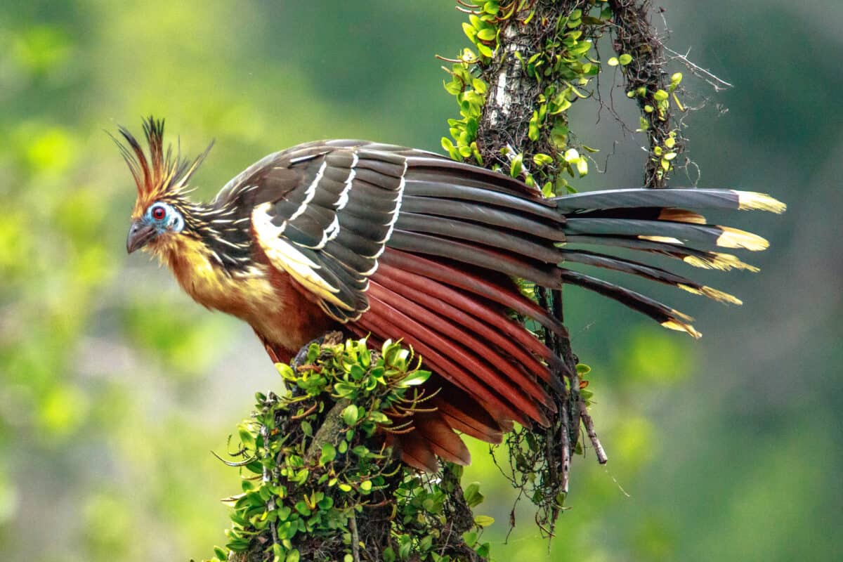 Hoatzin (Opisthocomus hoazin) photographed during a four day trip to La Selva Lodge on the Napo River in the Amazon jungle of E. Ecuador.