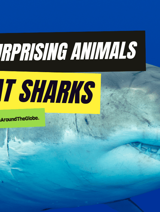 Discover: What Eats Sharks? – 13 Surprising Animals That Eat Sharks