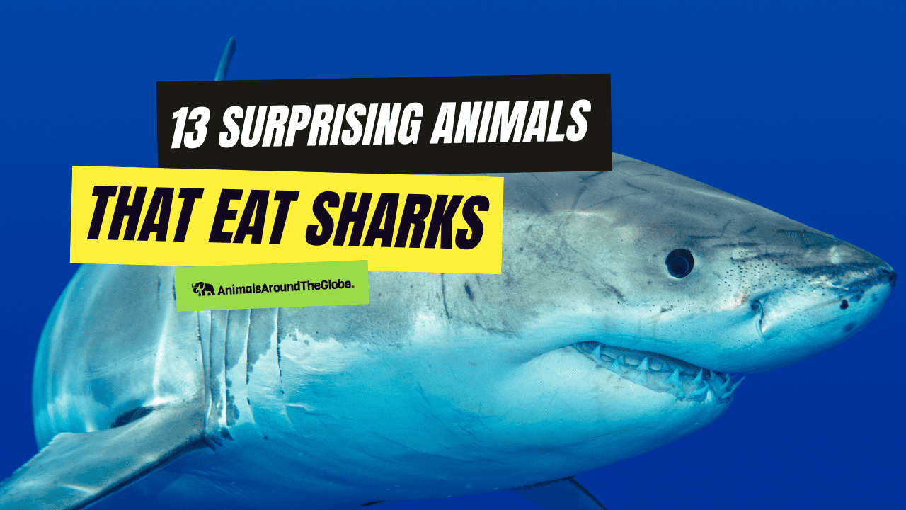 13 Surprising animals that eats sharks