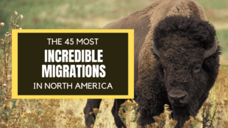 45 Incredible Animal Migrations of North America. Image by Tara Panton