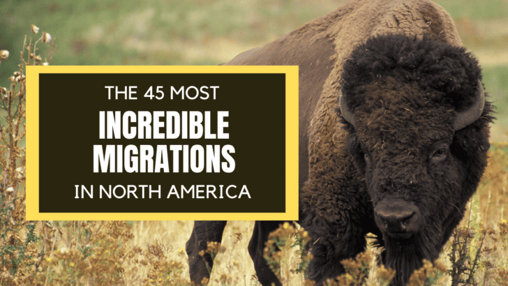 45 Incredible Migrations of North American Wildlife