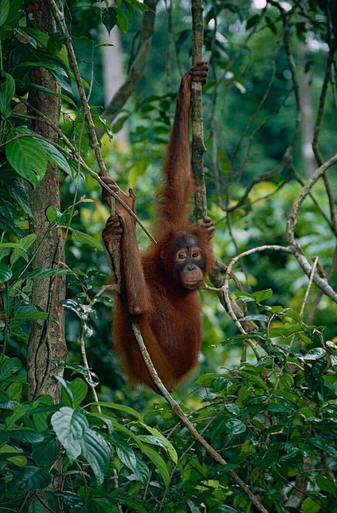 Sepilok Orangutan Rehabilitation Centre, Sabah, MALAYSIA Scanned slide from 2001