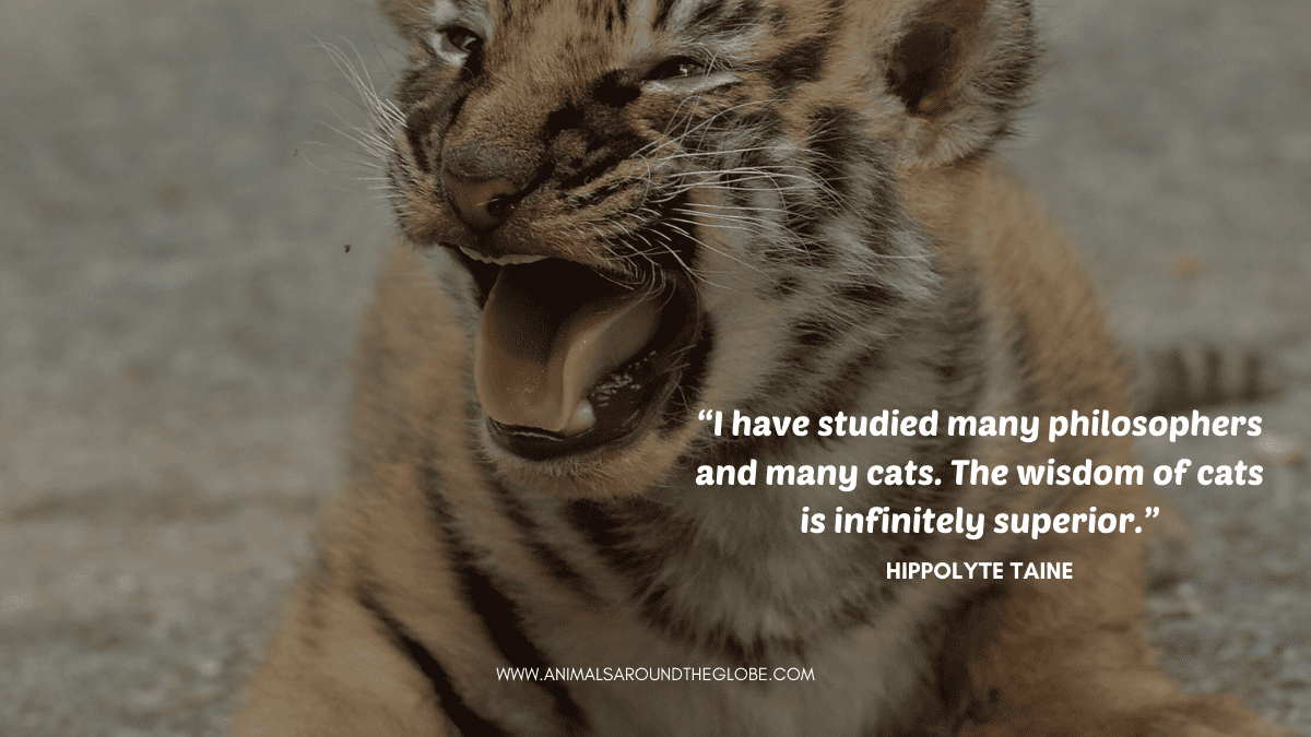 Animal quote. Image by Tara Panton
