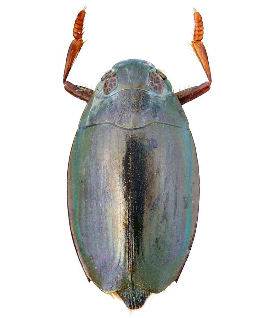 Anatomy of a whirligig beetle. 