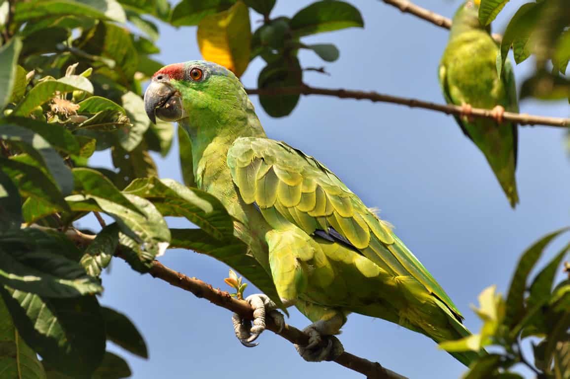 A Festive Amazon in Uarini, Amazonas, Brazil.